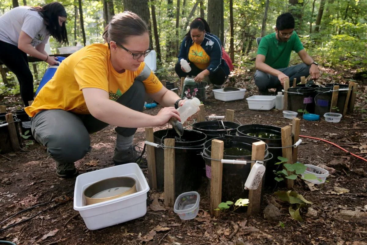 Mosquito team student fellow Delilah Sayer prepares to sift mosquito larvae from breeding buckets on Wednesday, June 26, 2019, at Tyson Research Center. The students, studying under Principal Investigator Kim A. Medley, PhD, are studying how climate change influences mosquitoes able to transmit diseases that affect humans. Back row from left, student Lexie Beckermann, Adnan Shaik and Lois Mack Morrow. Photo by Laurie Skrivan, lskrivan@post-dispatch.com