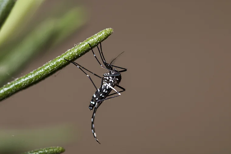 New research from Washington University in St. Louis shows that invasive mosquitos at the northern limit of their current range are successfully using time-capsule-like eggs to survive conditions that are colder than those in its native territory. (Photo: Shutterstock)