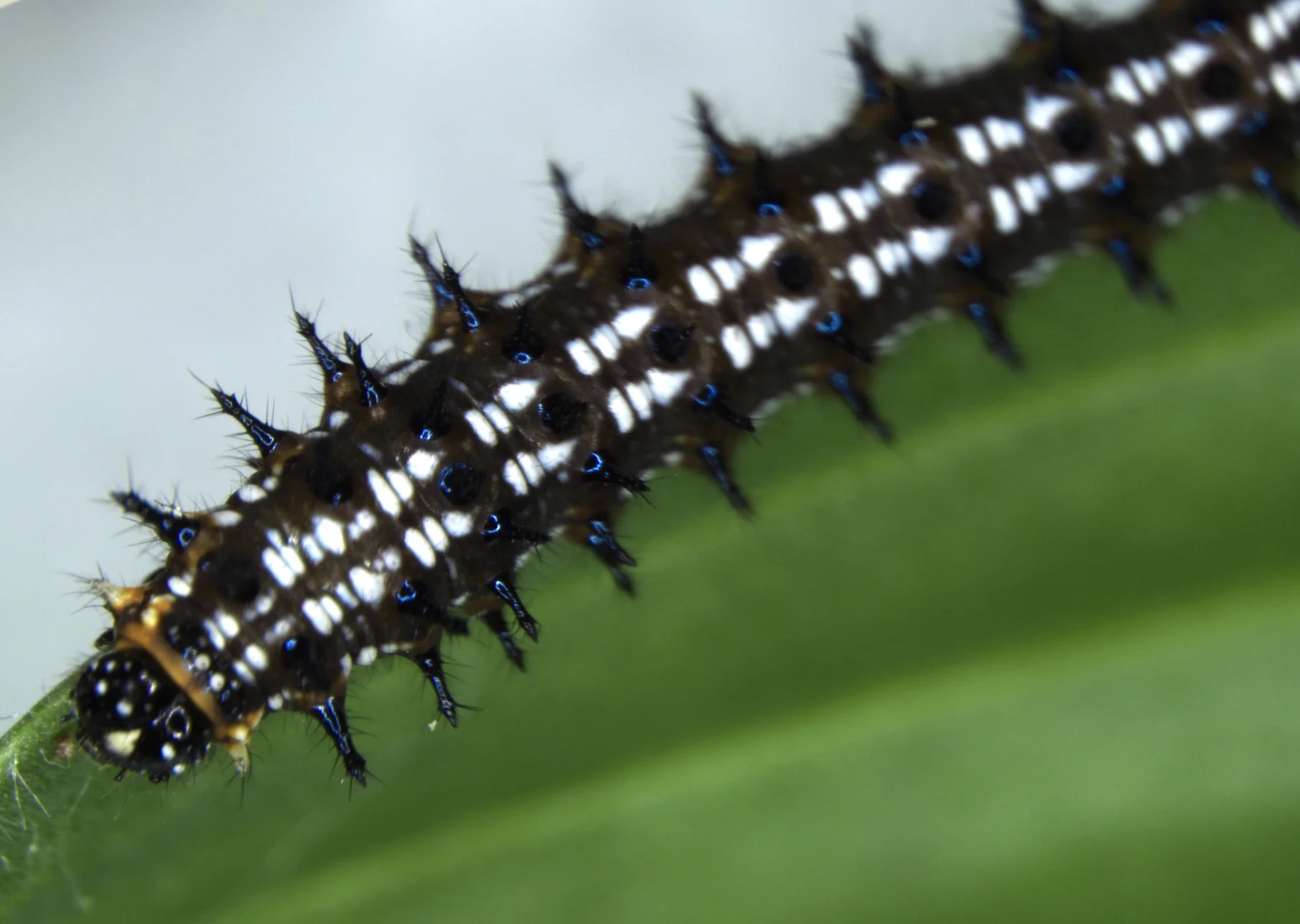 Getting to know Tyson Research Center's plant disease team