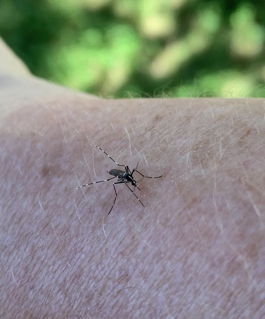 Local implications of longer mosquito seasons