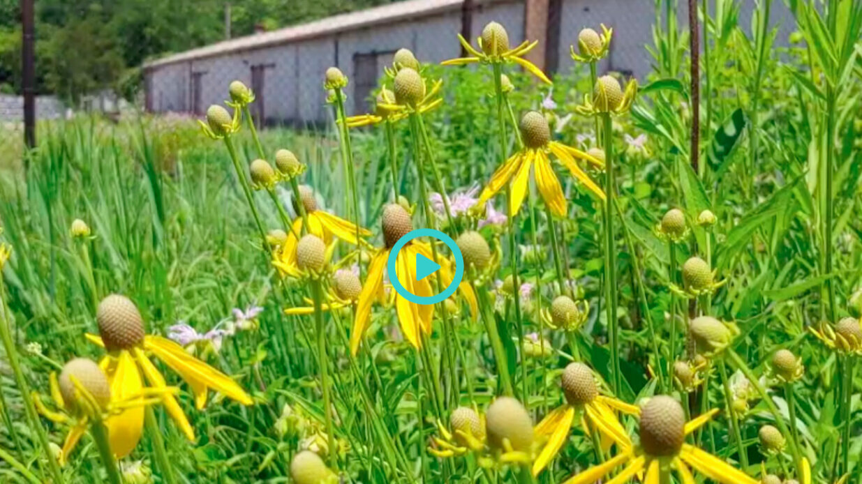Video by Tyson undergrad fellow explores prairie restoration research