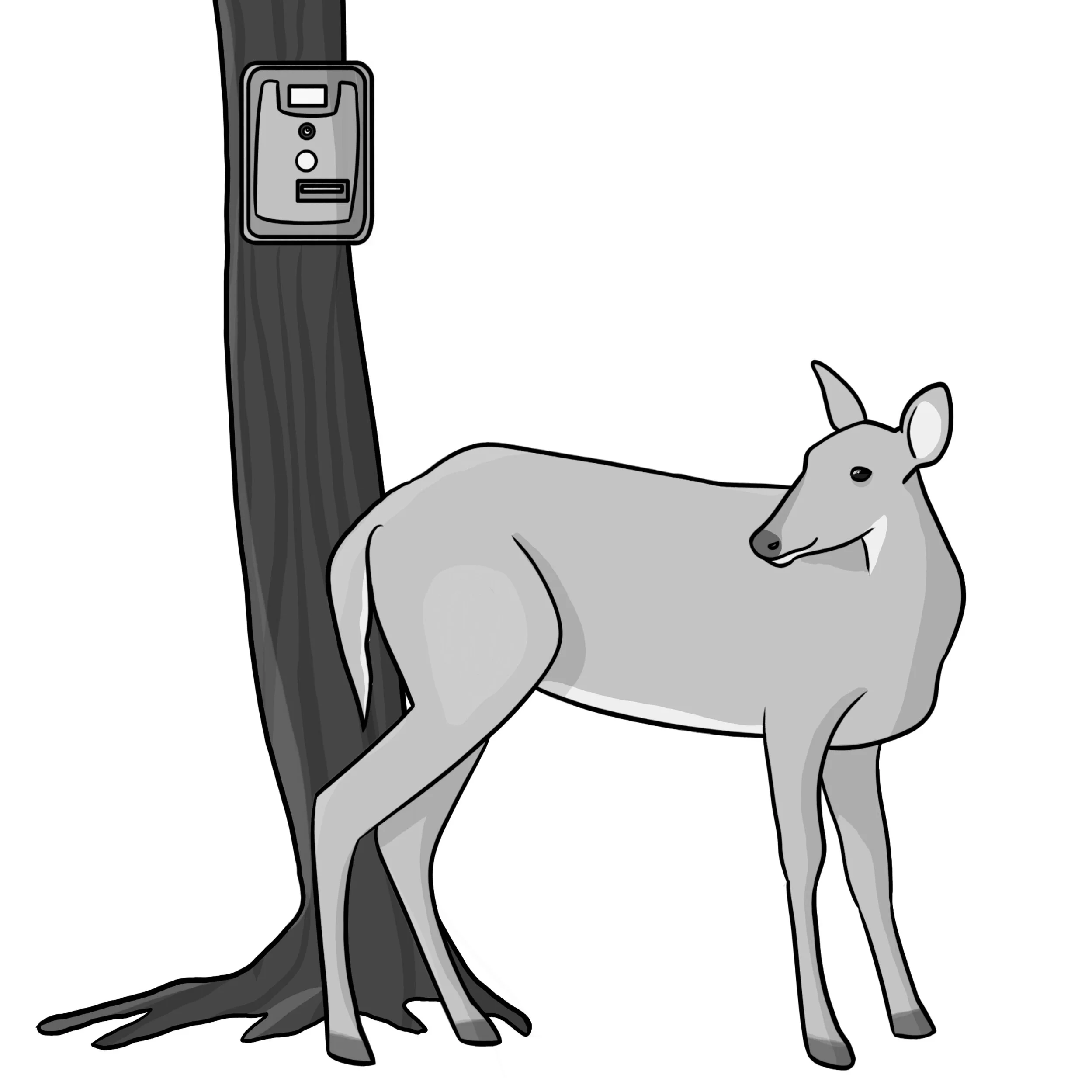 A motion-activated camera capturing a photo of a deer.