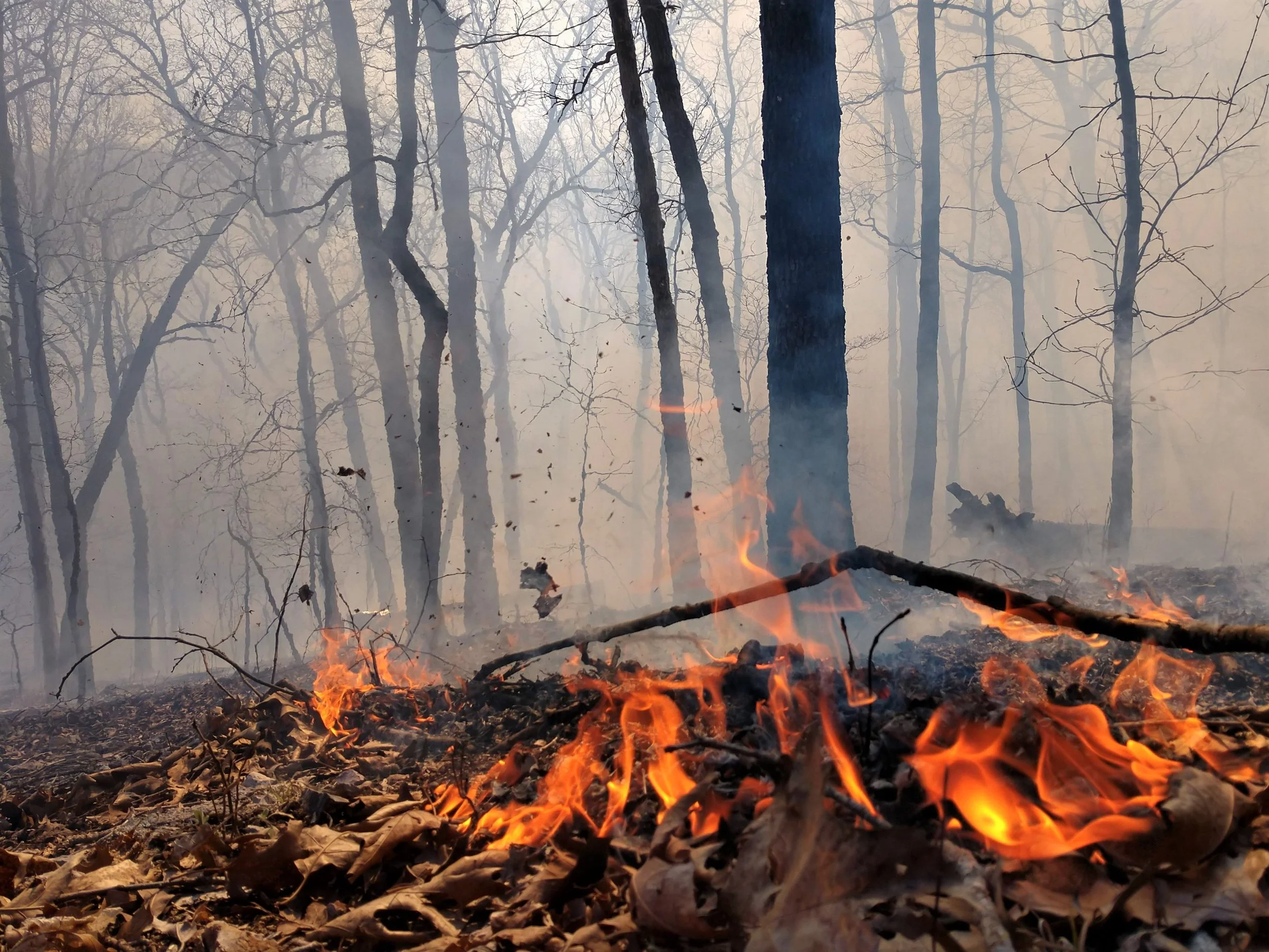 Species-Pool Functional Diversity &amp; Prescribed Fire Experiment