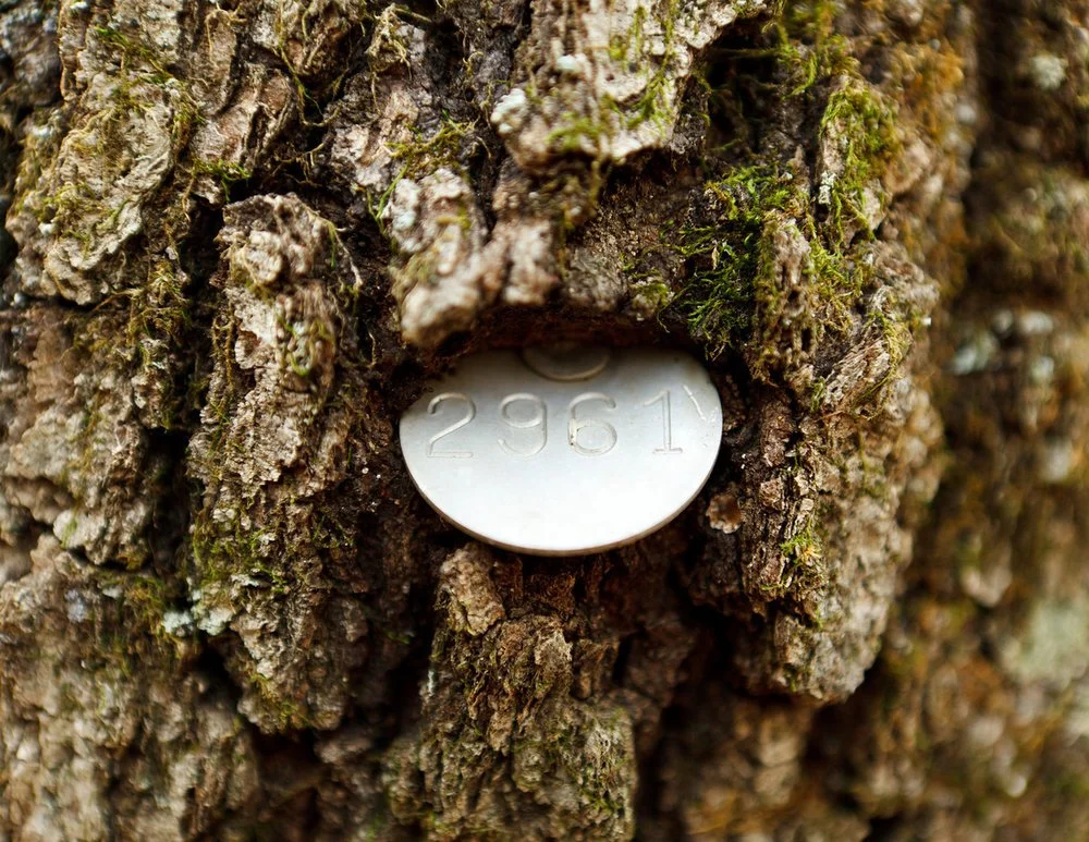 Long-term monitoring of forest ecosystems