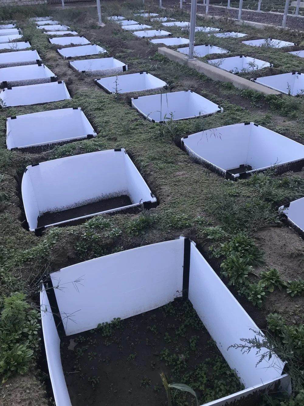 Towards process-based ecological restoration: the critical role of plant-soil interactions in community assembly and coexistence