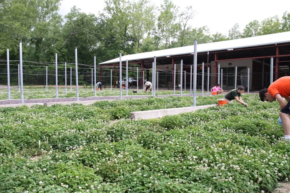 Assessing local adaptation of cyanogenesis in North American white clover (Trifolium repens)