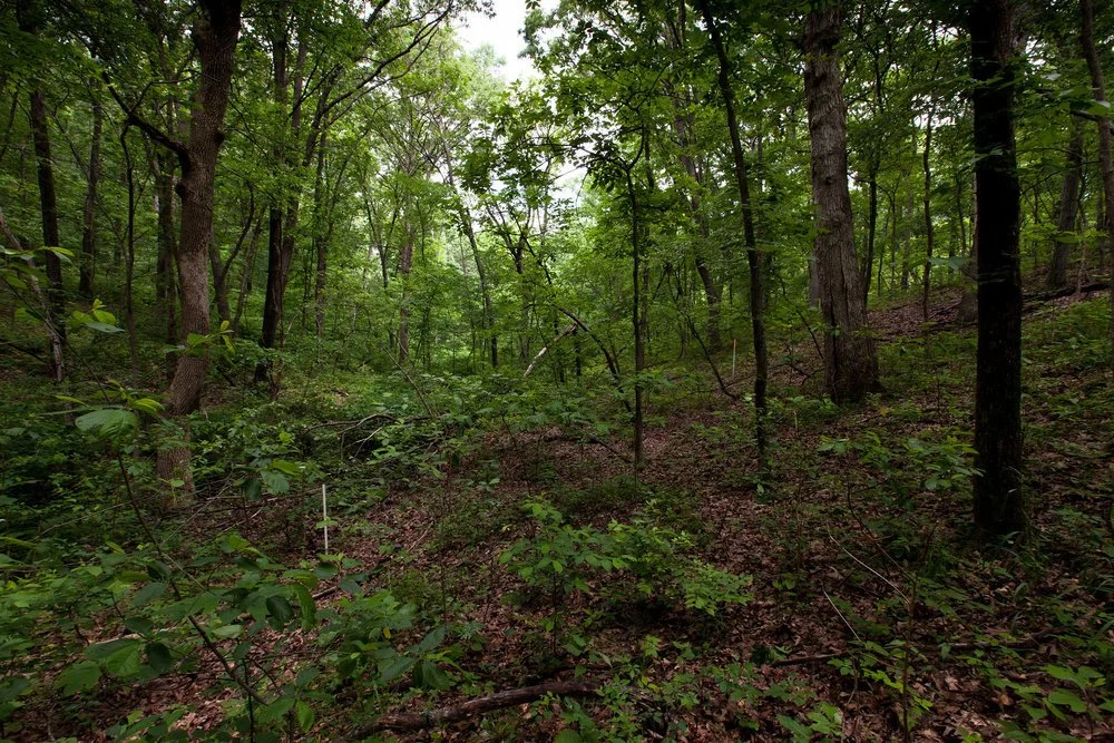 Carbon-nutrient economy of the rhizosphere: improving biogeochemical prediction and scaling feedbacks from ecosystem to regional scales