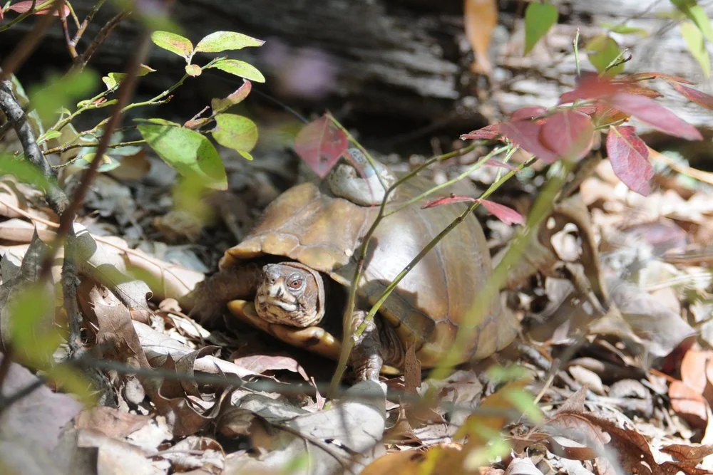 Box turtle movement and health