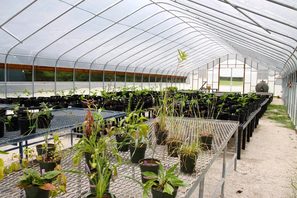 Oomycota as a driving force of plant-soil feedbacks in forest systems