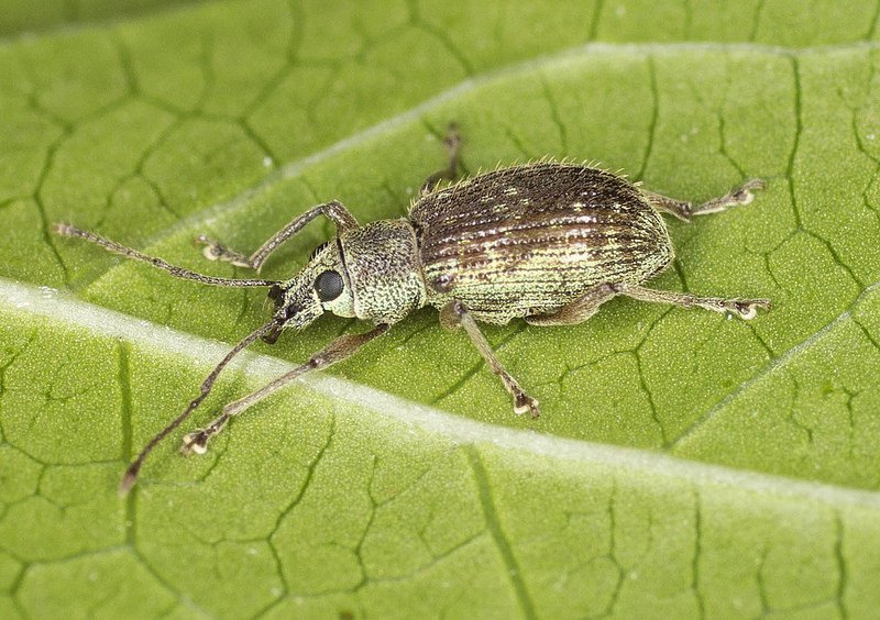 Impacts of the Asiatic oak weevil (Cyrtepistomus castaneus) on the growth and survivorship of black oak (Quercus velutina) seedlings