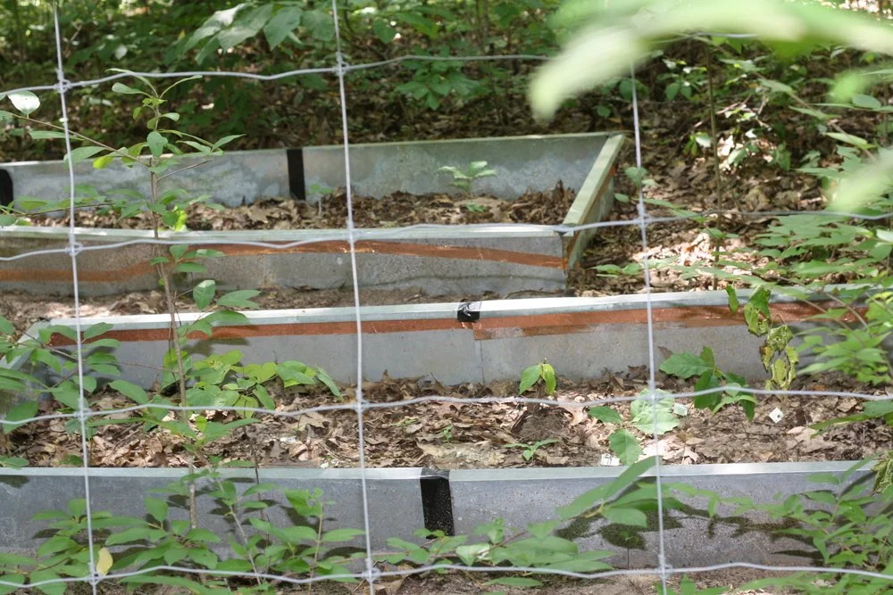 The role of herbivores in determining plant species composition of temperate forests