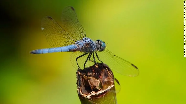 Dragonfly responses to global change