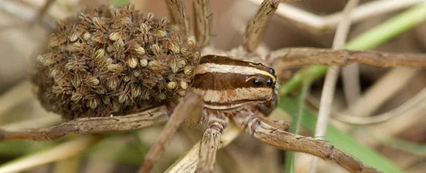 Natural and artificial light alter foraging behavior and visual physiology in wolf spiders