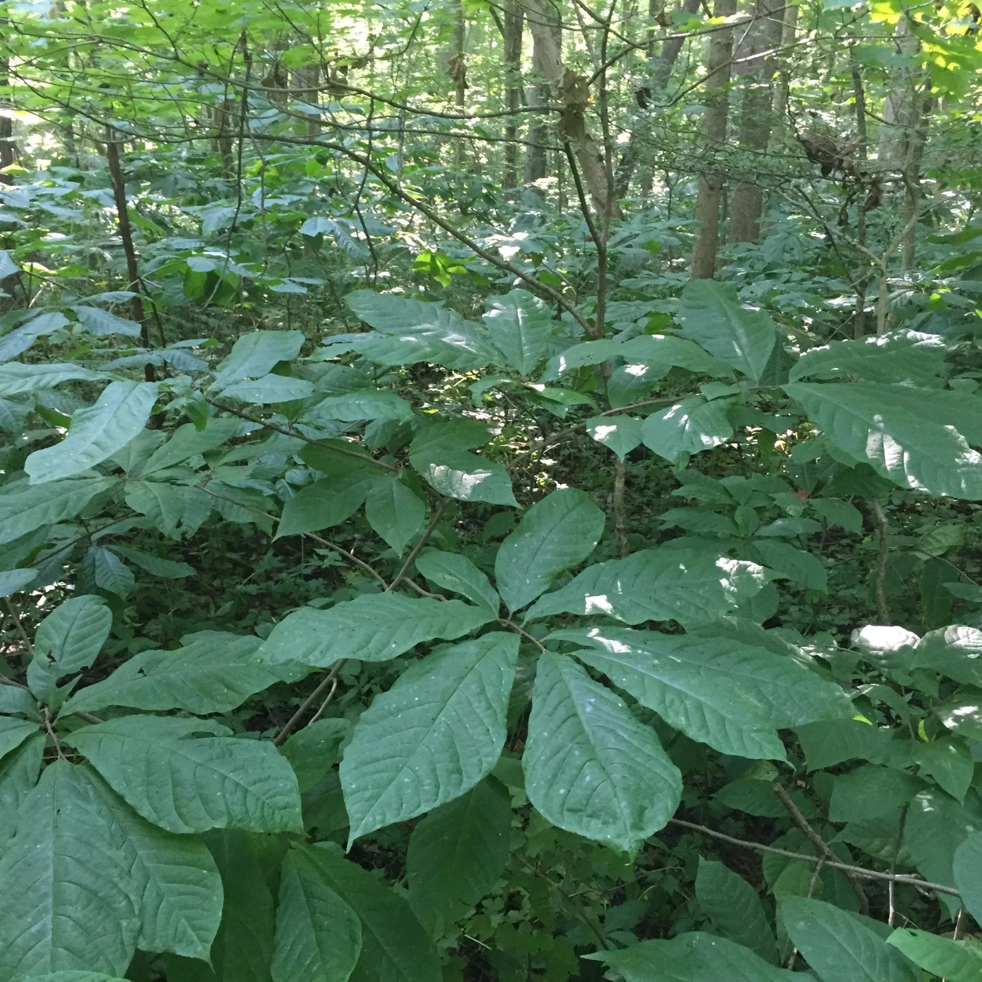 Effect of pawpaw on herbaceous community composition