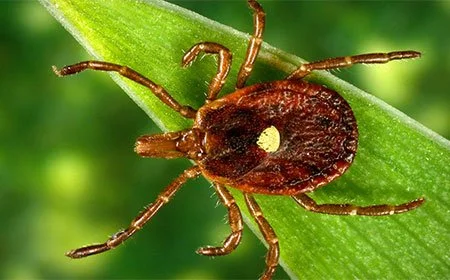 Effects of human-mediated landscape change on tick-borne disease risk in St. Louis