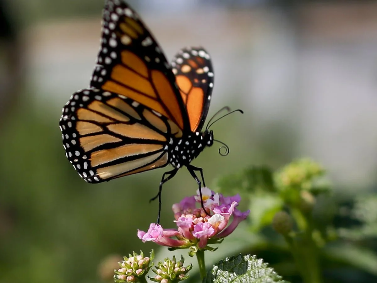 Butterfly abundance and richness in urban, suburban, and rural environments