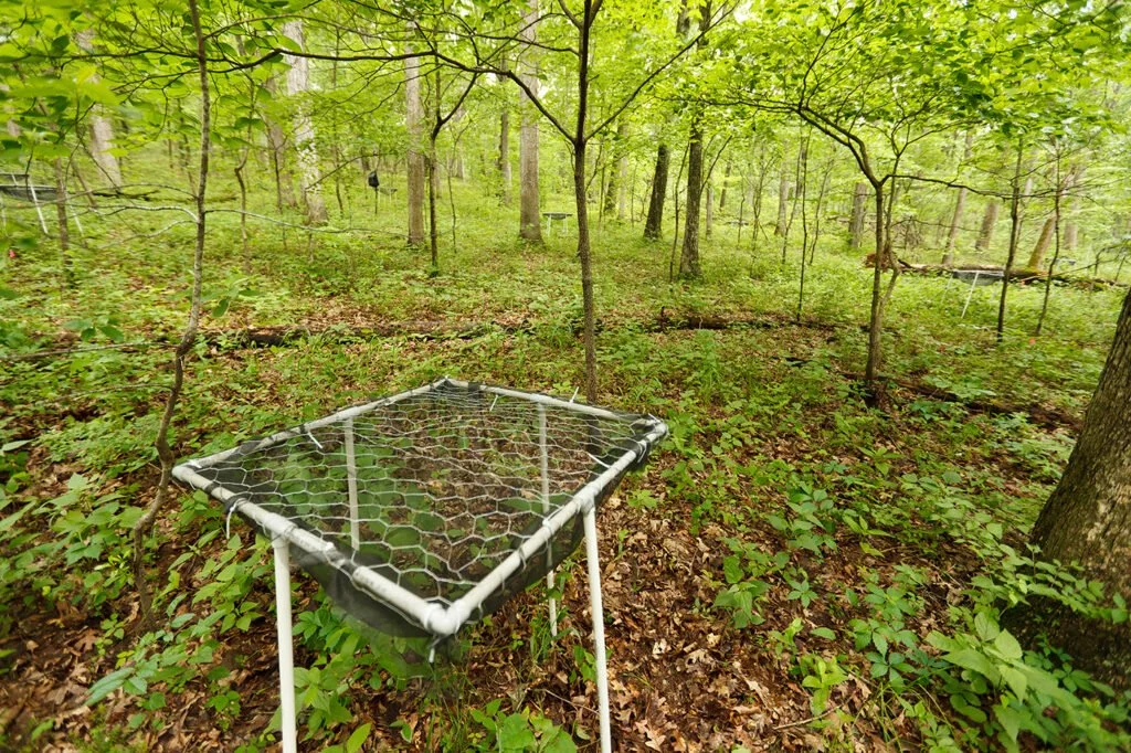 7 years of Tyson forest 'seed rain' contributes to global study