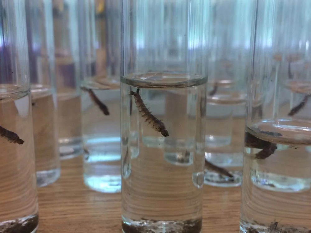larvae.jpg