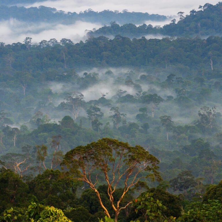 Tysonite Jonathan Myers awarded NSF grant to study chemical ecology and latitudinal tree diversity