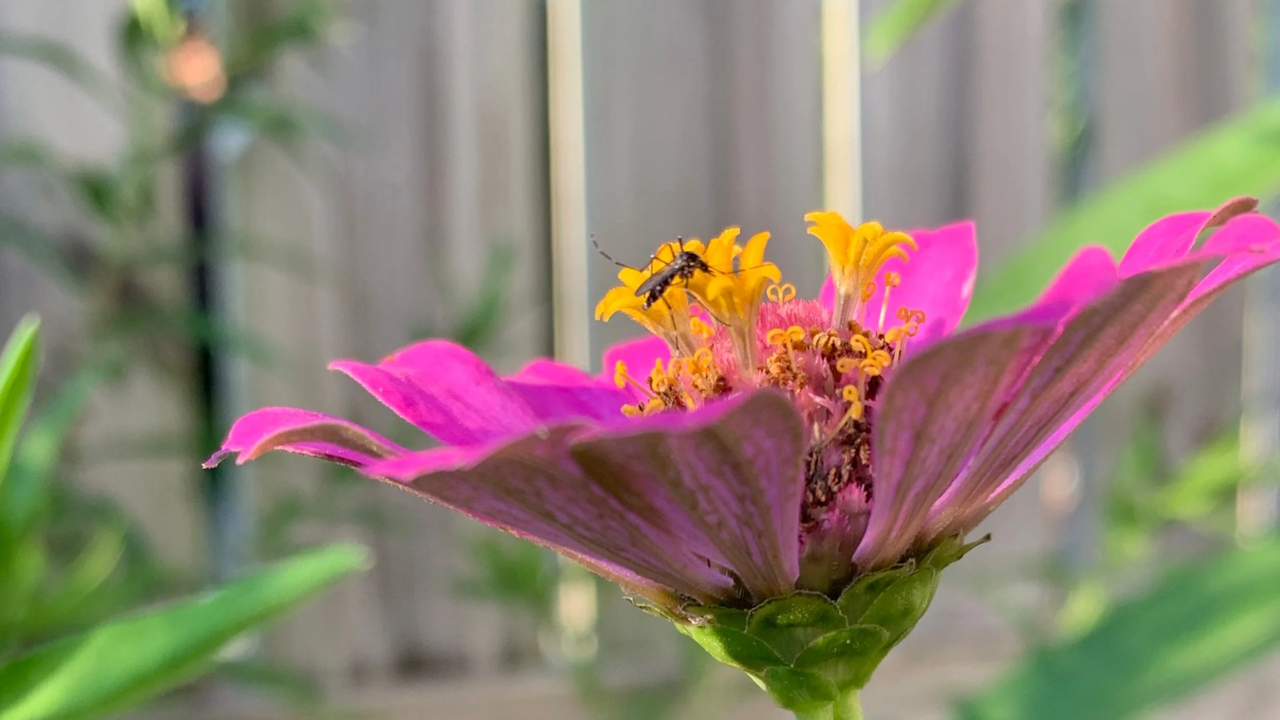 Katie Westby presents at international mosquito conference