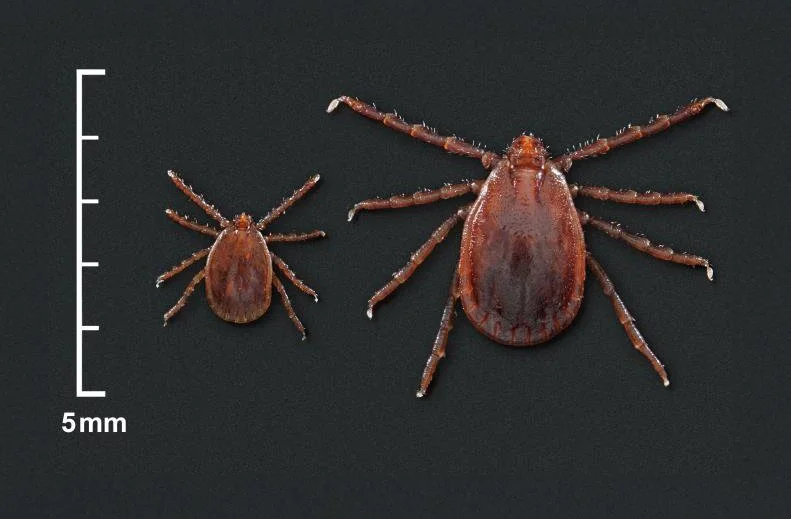 Invasive longhorned tick discovered at Tyson