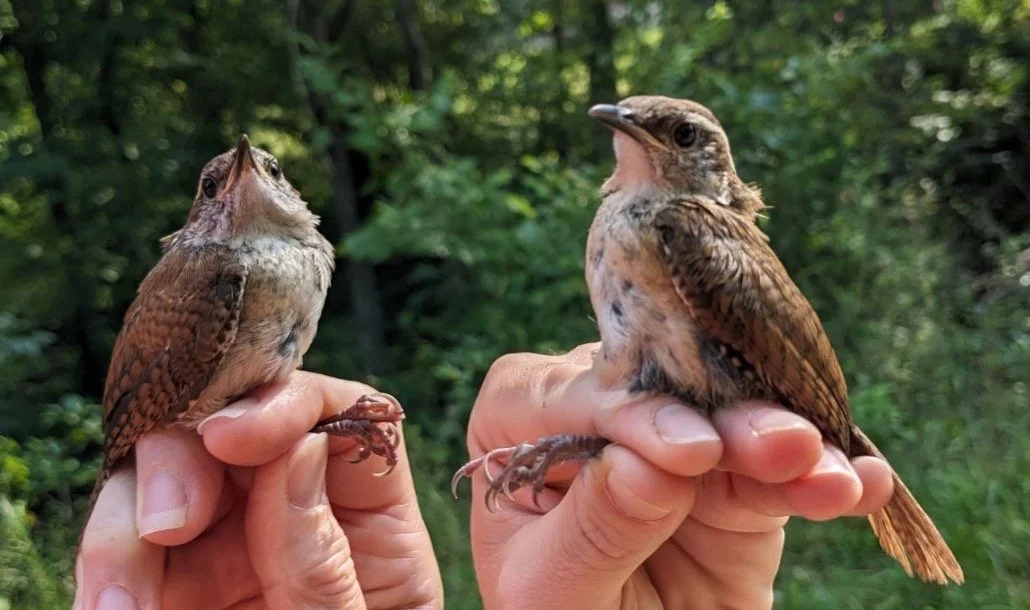 A Rest Stop for the Winged: Bird Banding at Tyson