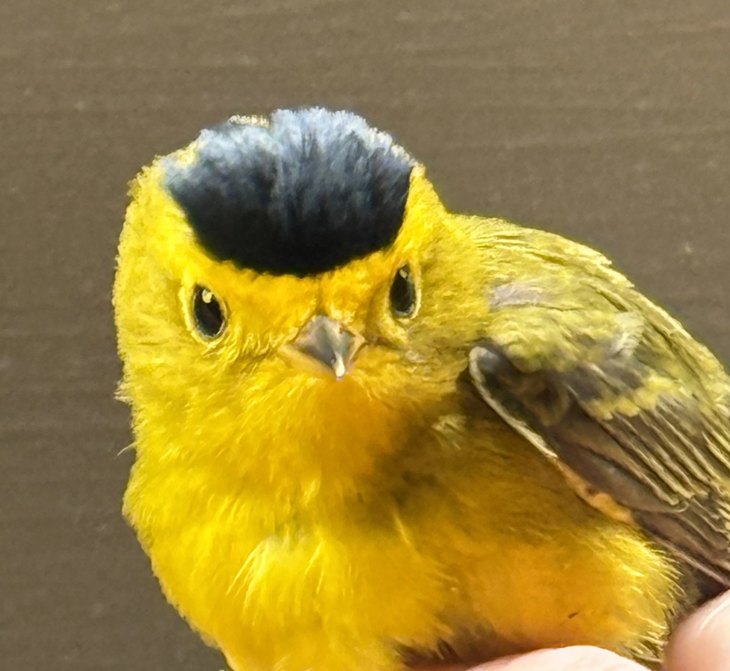 Migratory bird monitoring