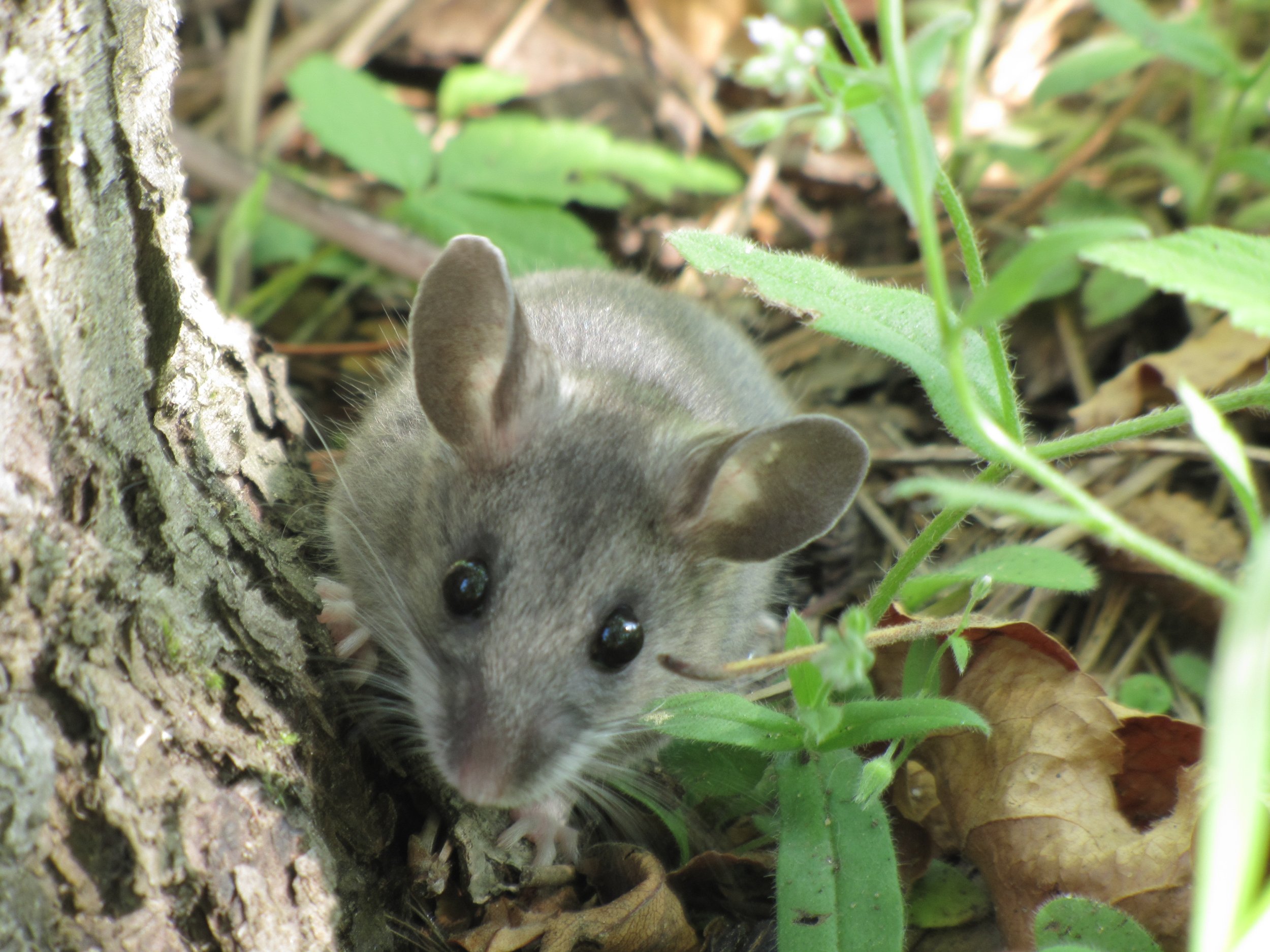 Species coexistence and predatory behavior in deer mice
