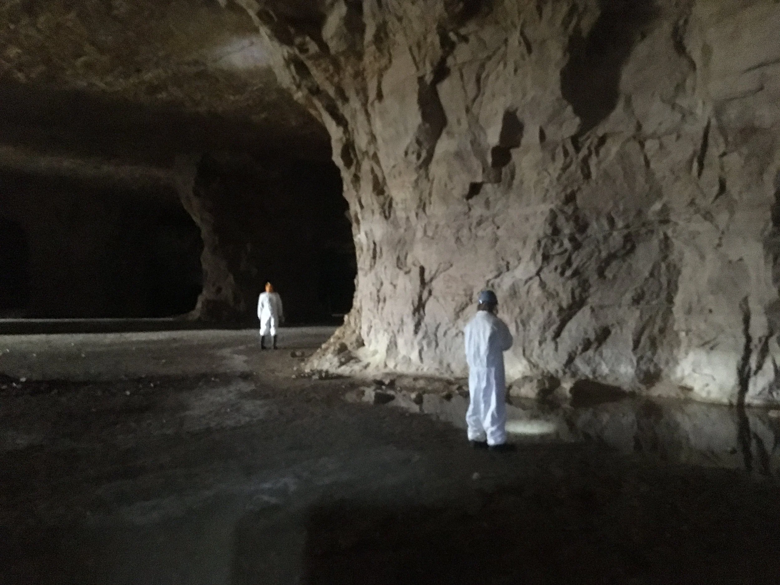 Conservation of threatened and endangered bats