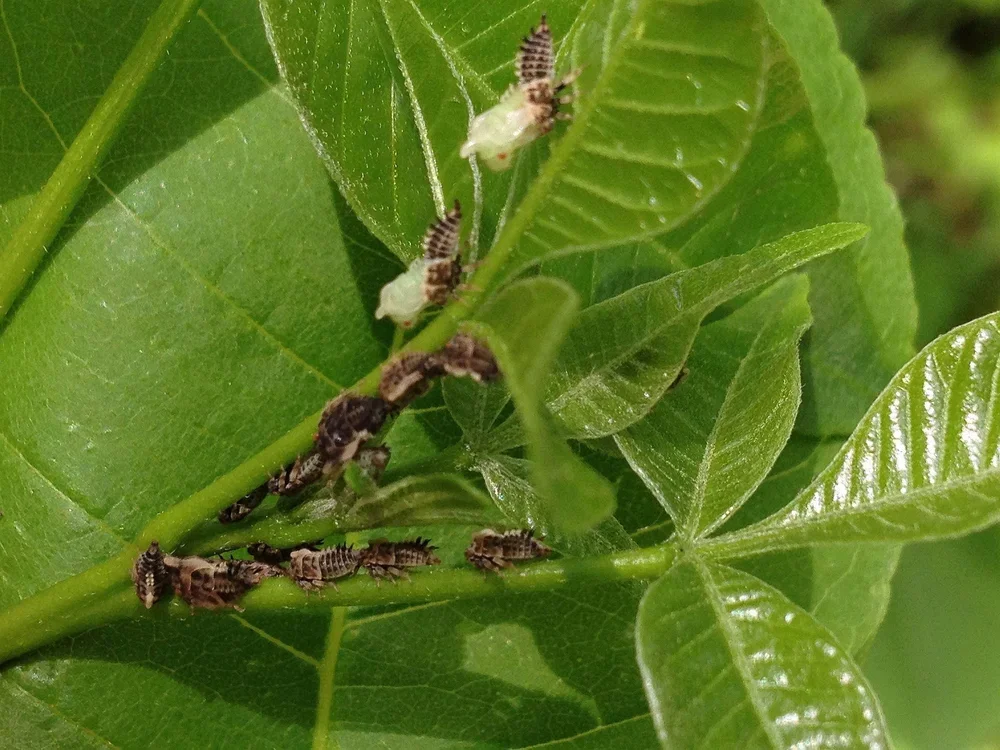 The hidden vibrational world: how plant structure shapes insect diversity