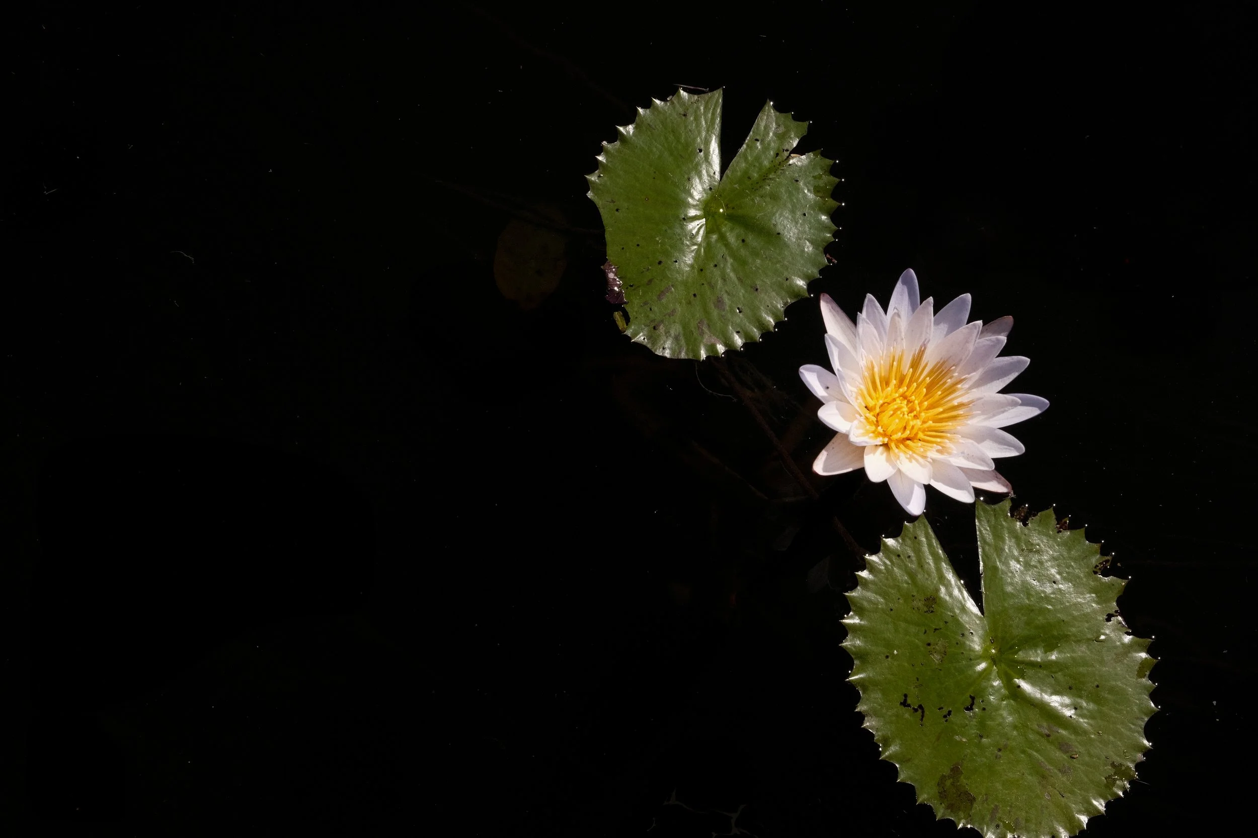 DSCF7362.jpg