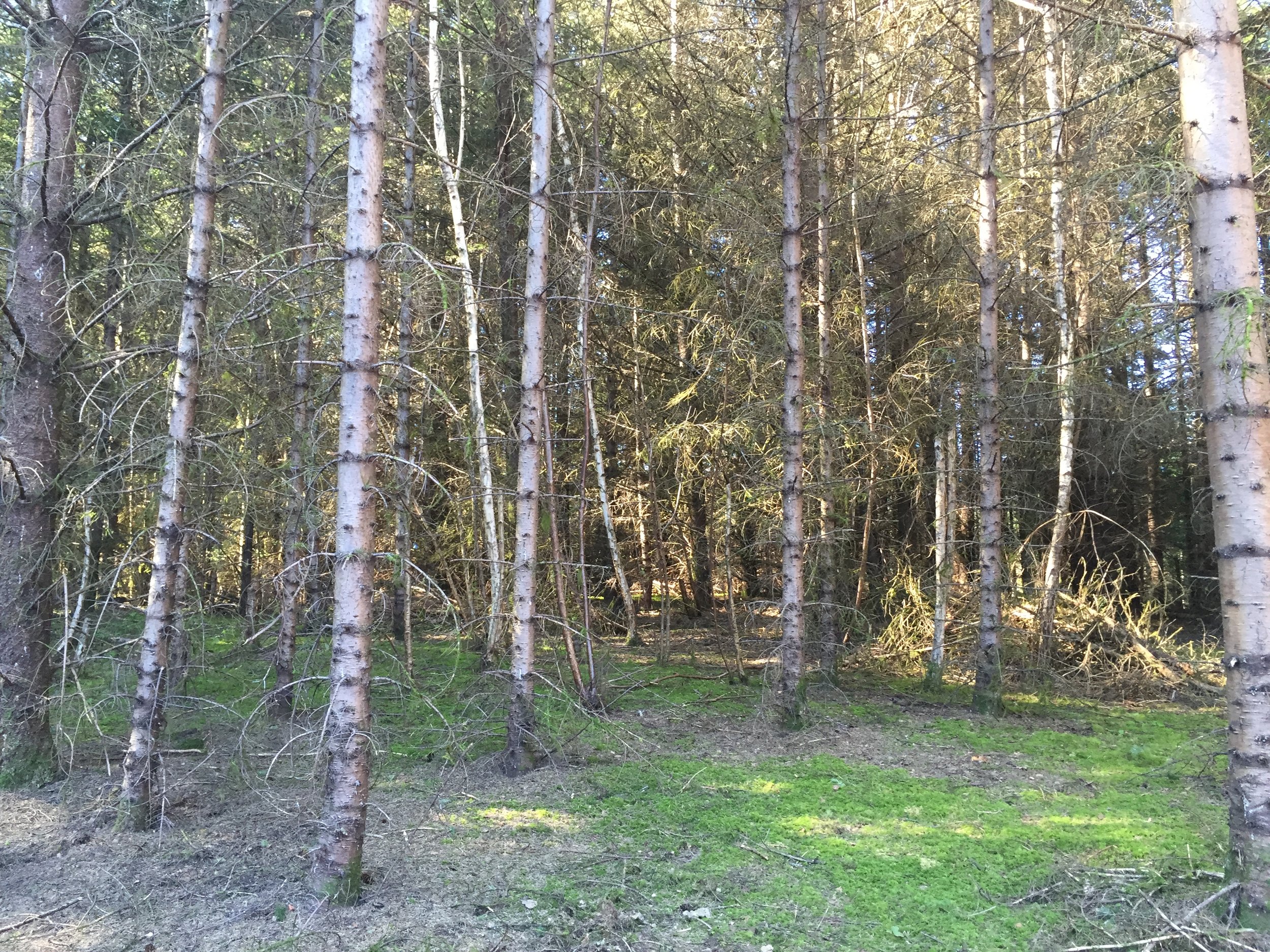 Overgrown wooded lot before land clearing in Cowlitz County, WA