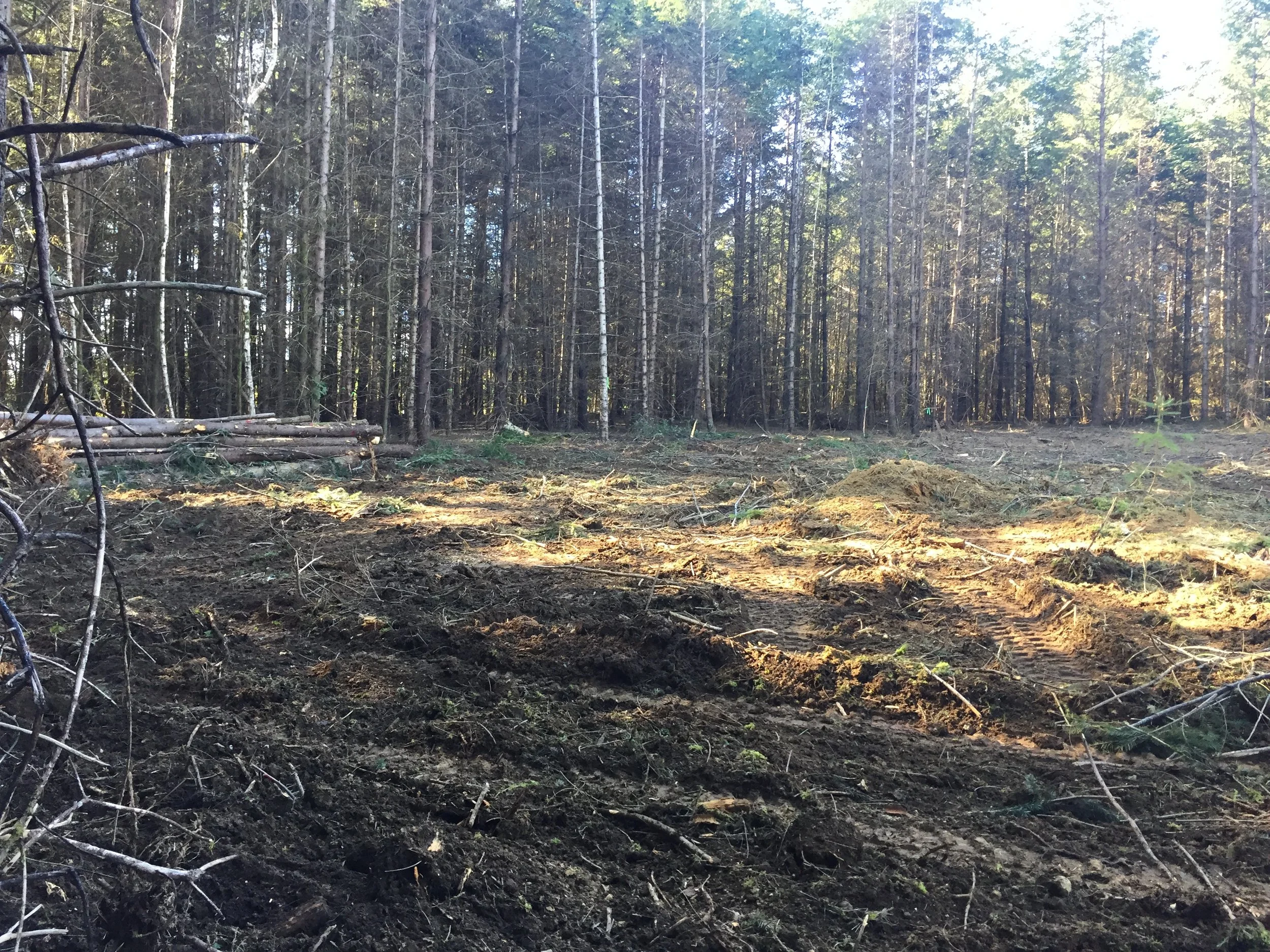 Lot with trees down and ground opened up during land clearing