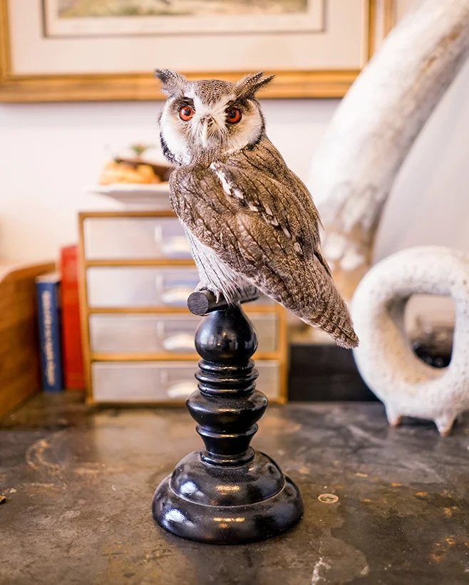 PreyTaxidermy4