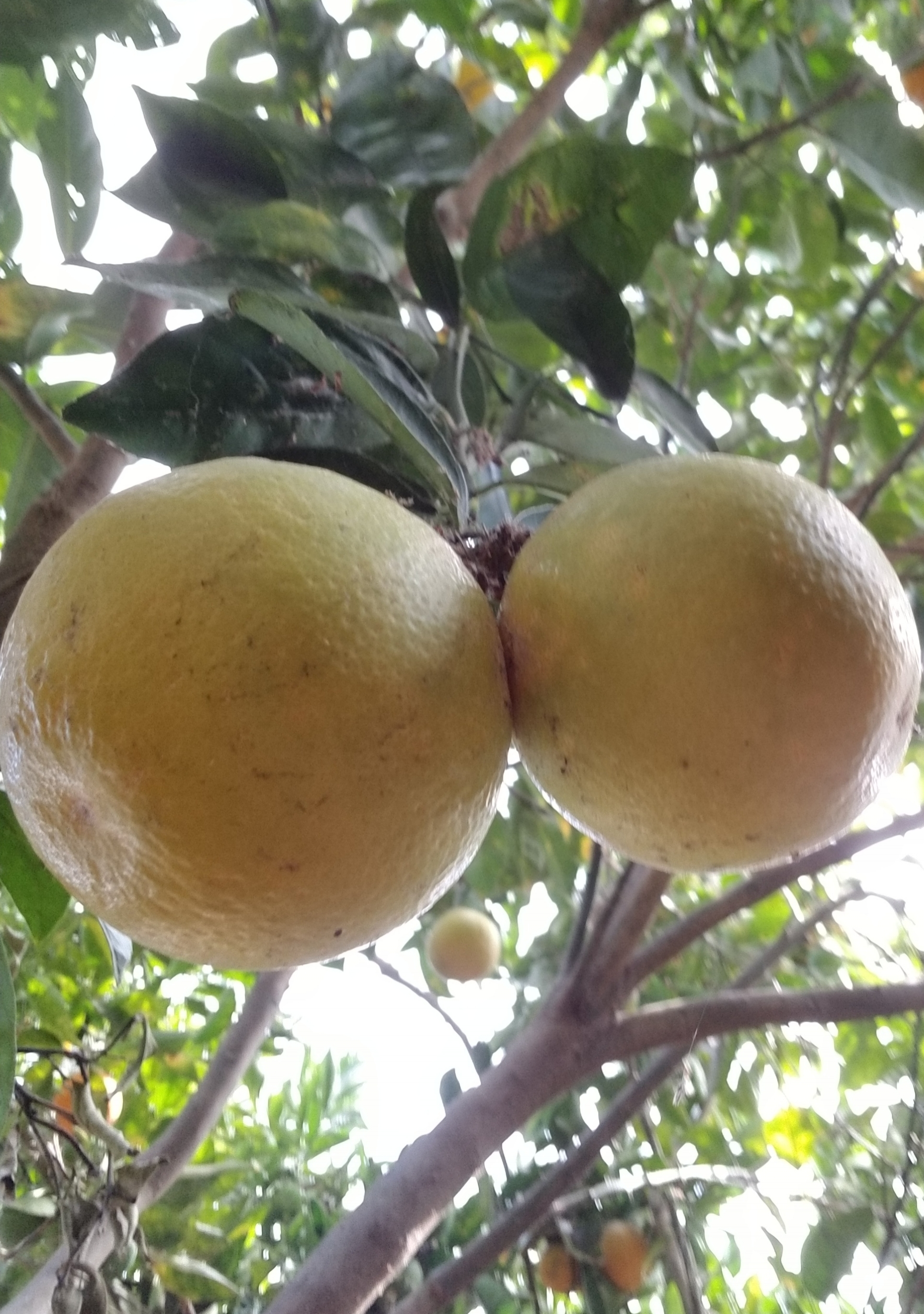 two_oranges.jpg