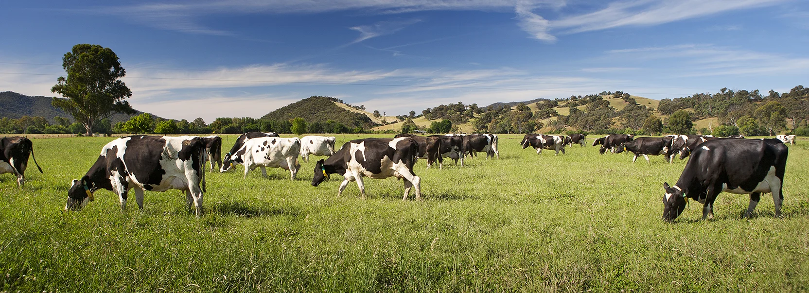Cows 2.jpg