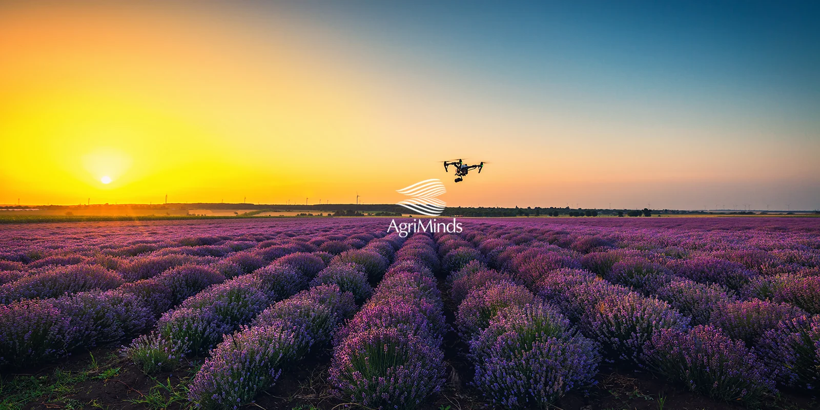 iStock-694229956WEB.jpg