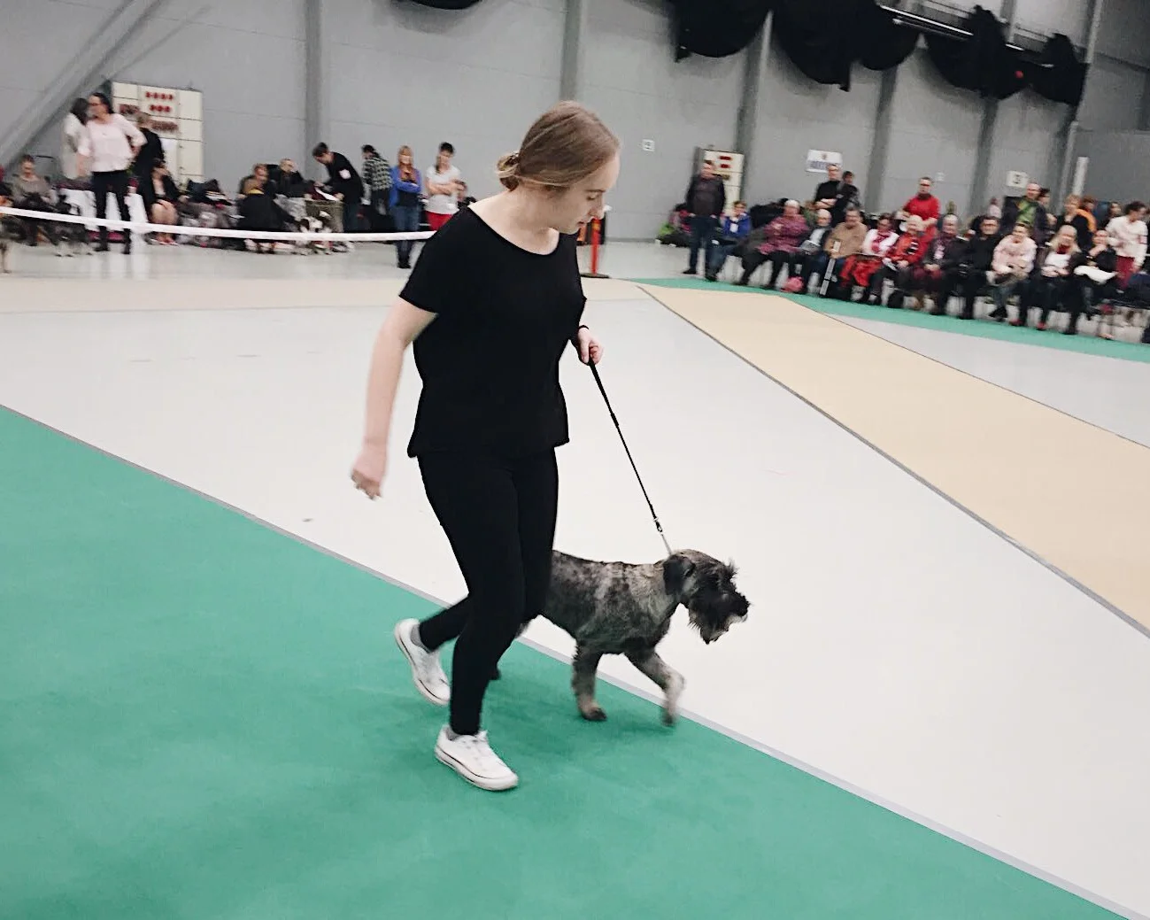 About the Complex World of Dog Shows and Dog Breeding 