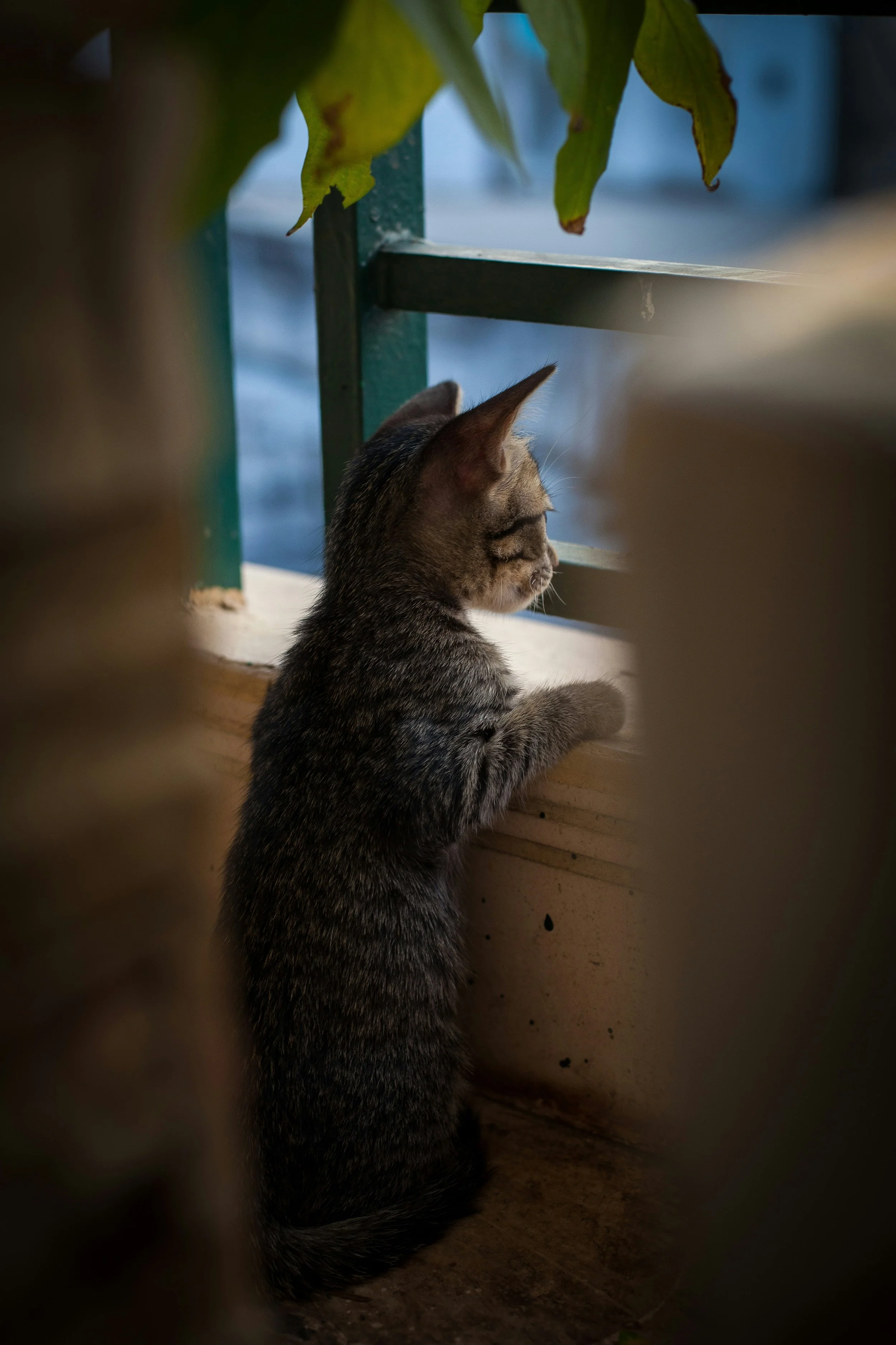 Chief Editor's Note: Curiosity