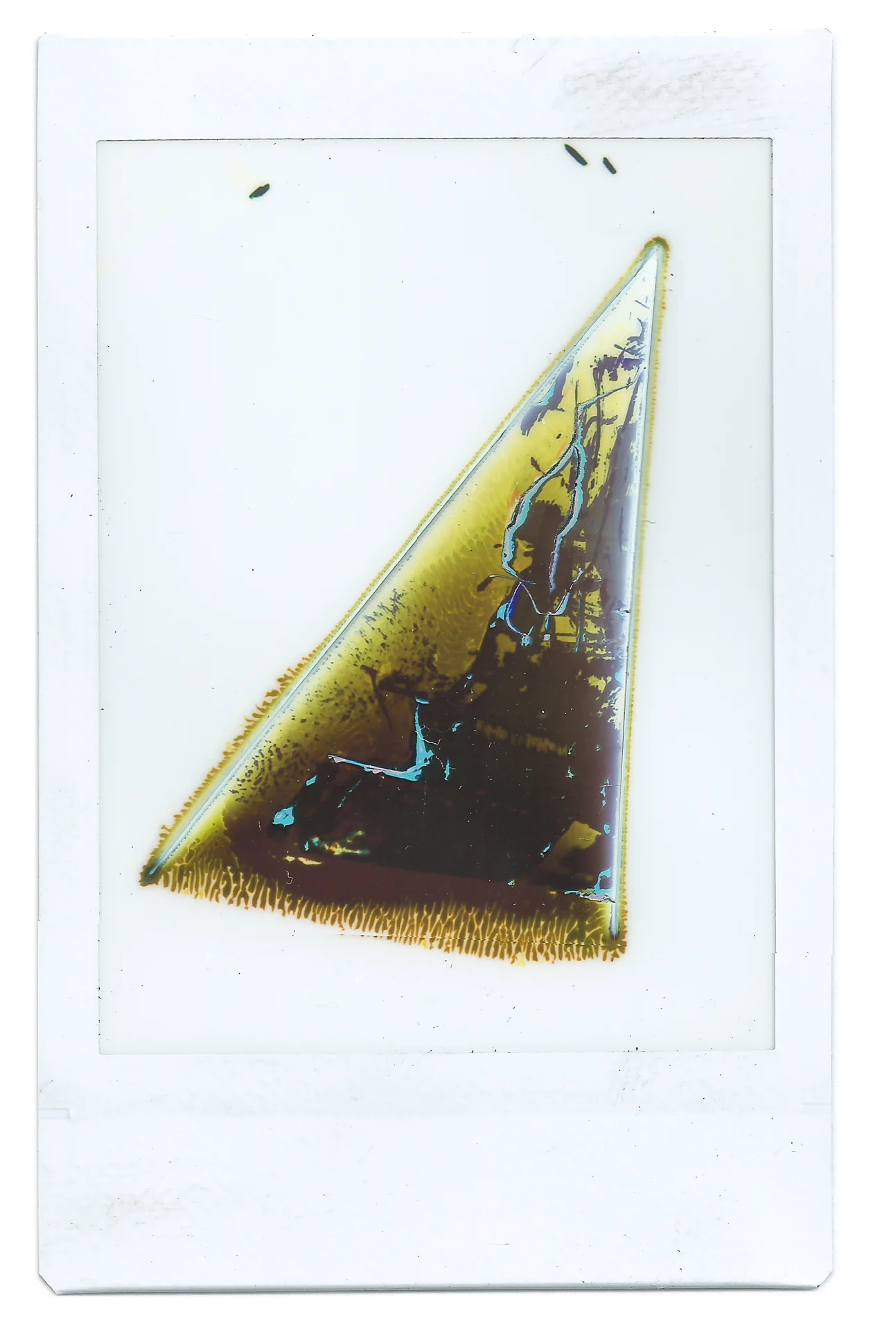 Shark Fin Soup is Super Lame