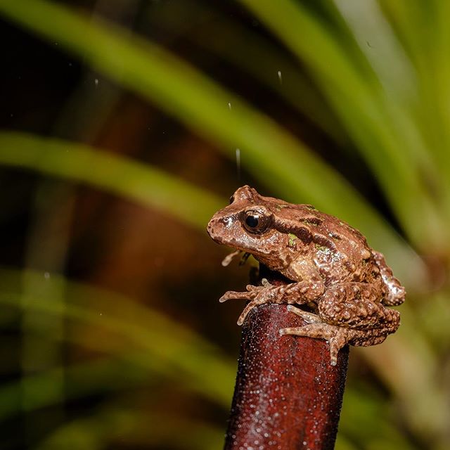 Switching from the stars a couple of shots taken up at Mahakirau Forest thanks to Sara and Ro.  A truly wonderful place. An Archeys Frog, one of the rarest in the world, hanging out in the rain. -
-
#archeys Frog
#mahakirau
#newzealand
@newnew.zealan