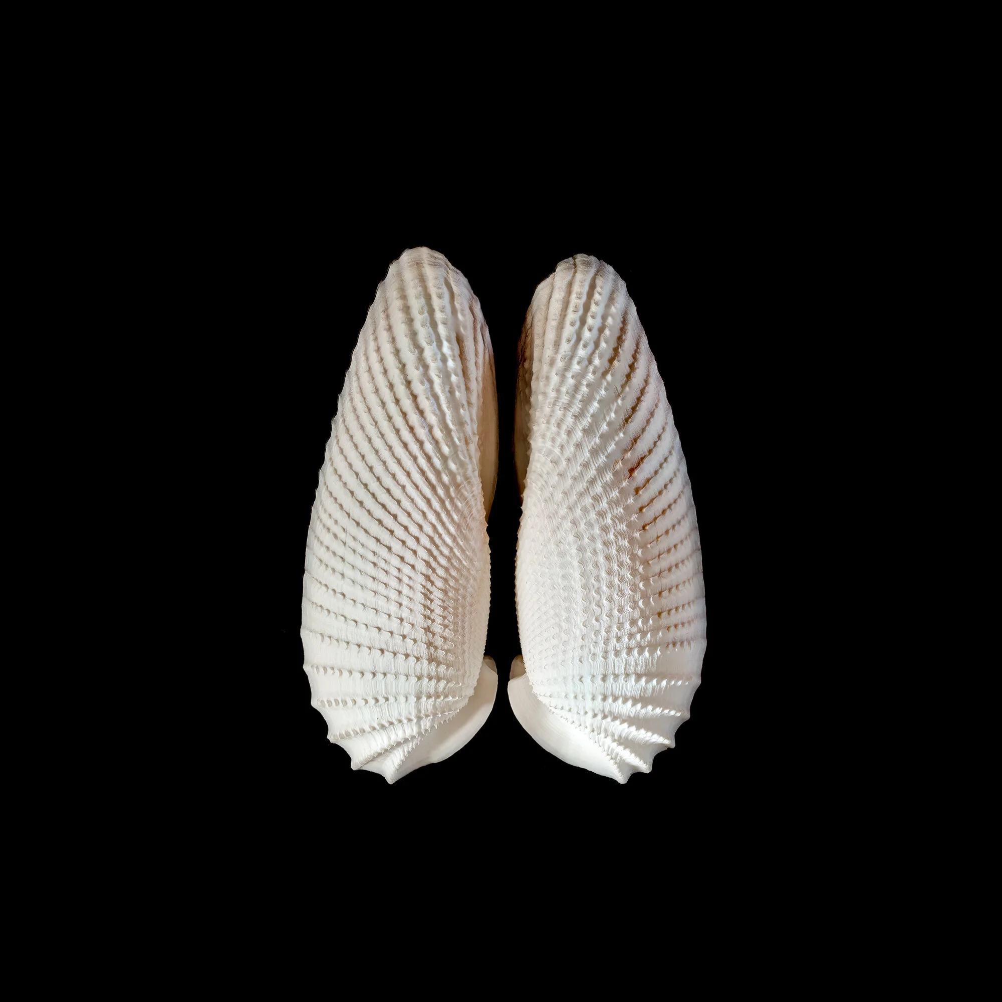 Angek wings II sharp.jpg