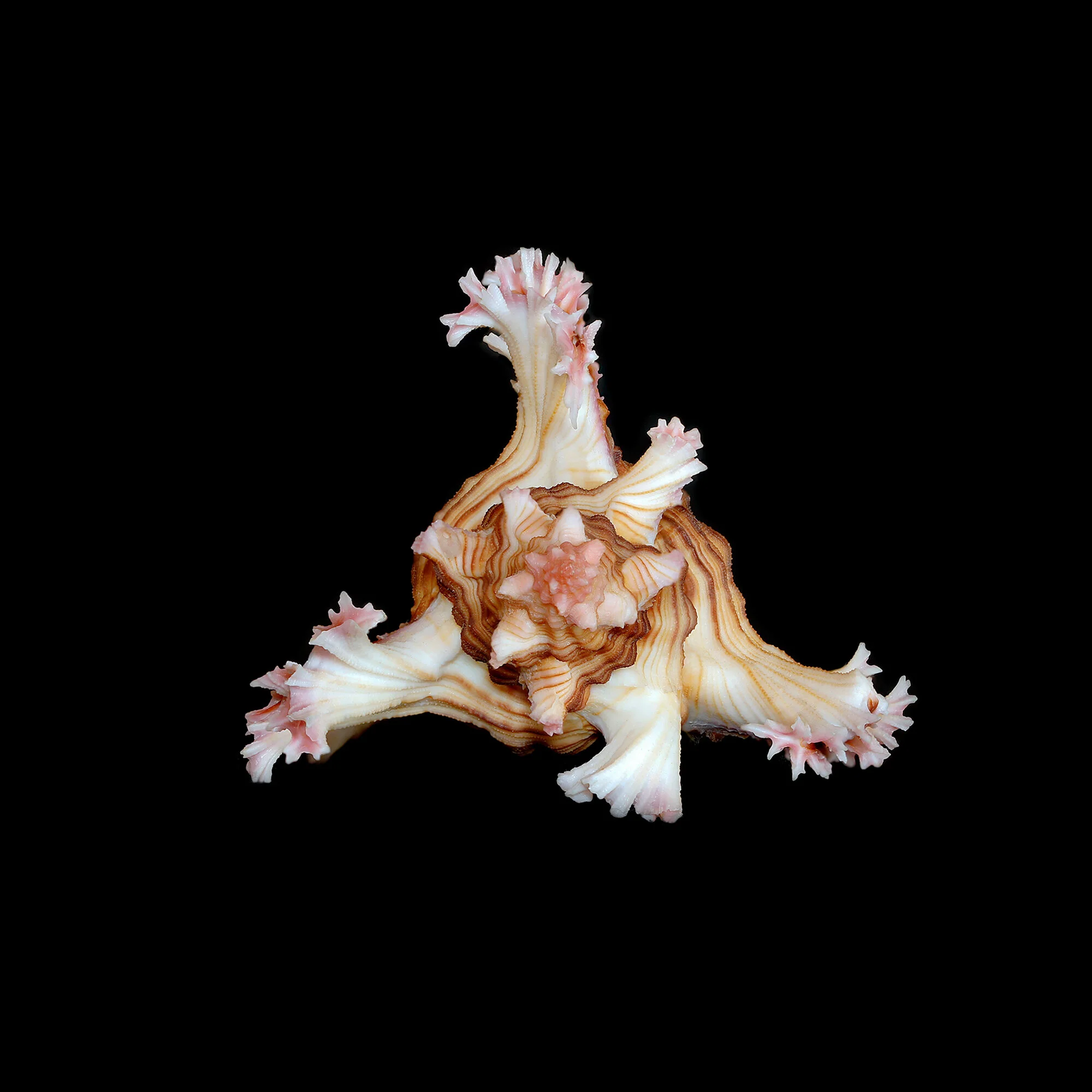 Ornate shell 1A.jpg