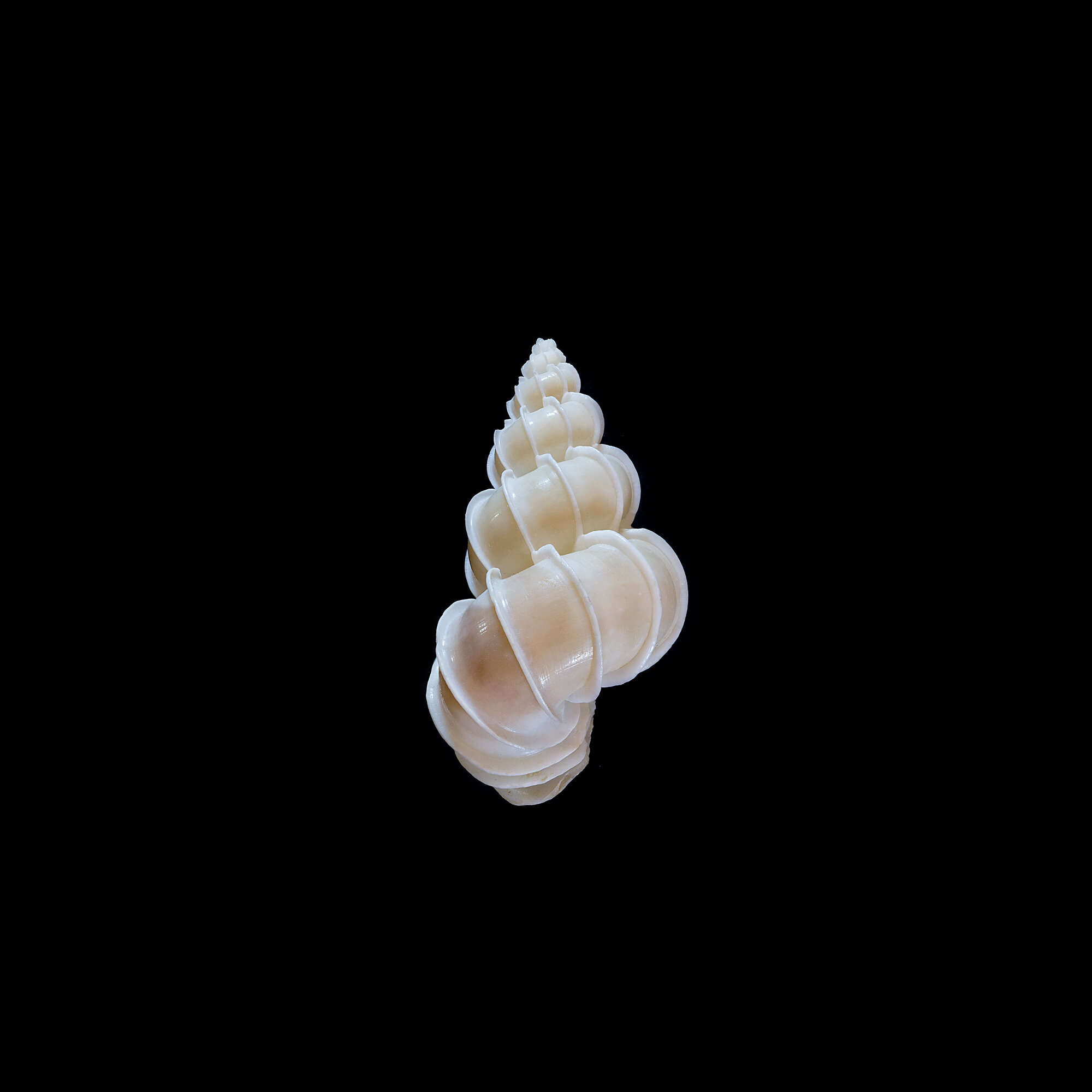 Winkeltrap sharp.jpg