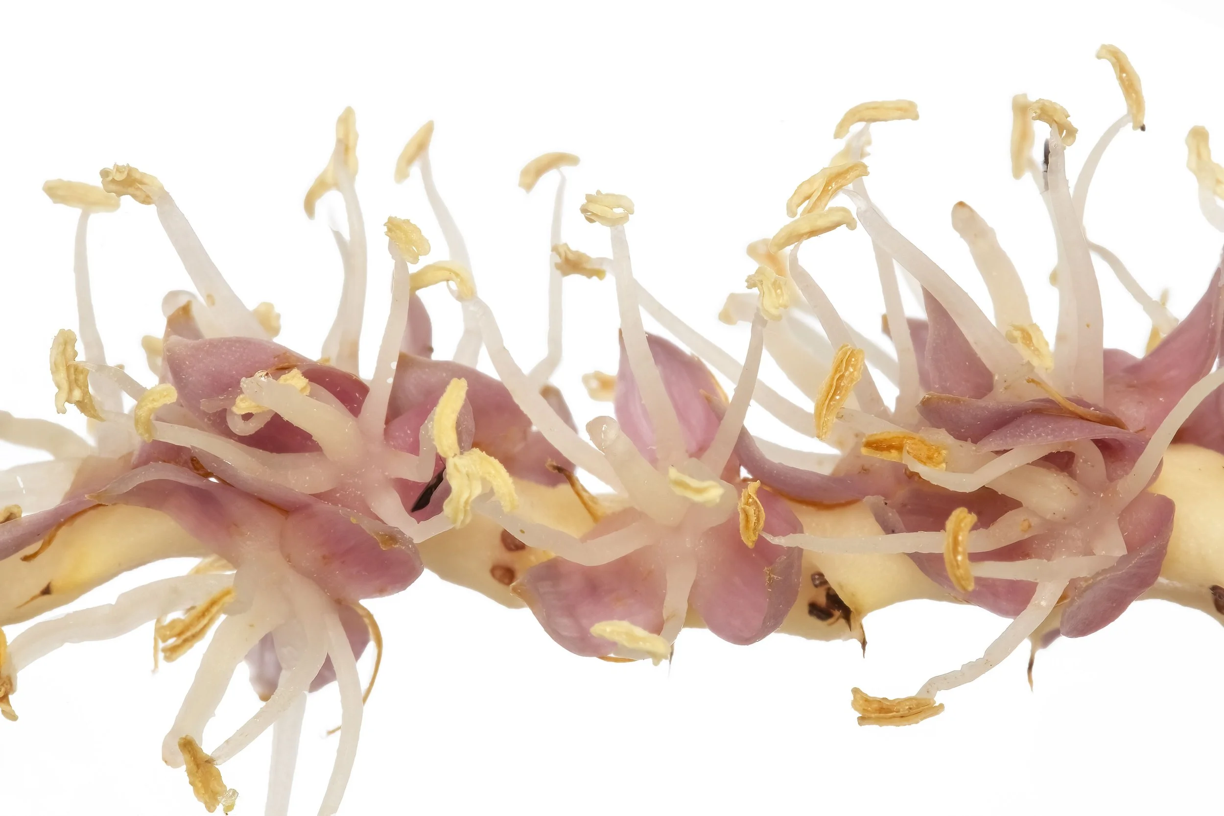 IA0A3499A copyTL.JPG