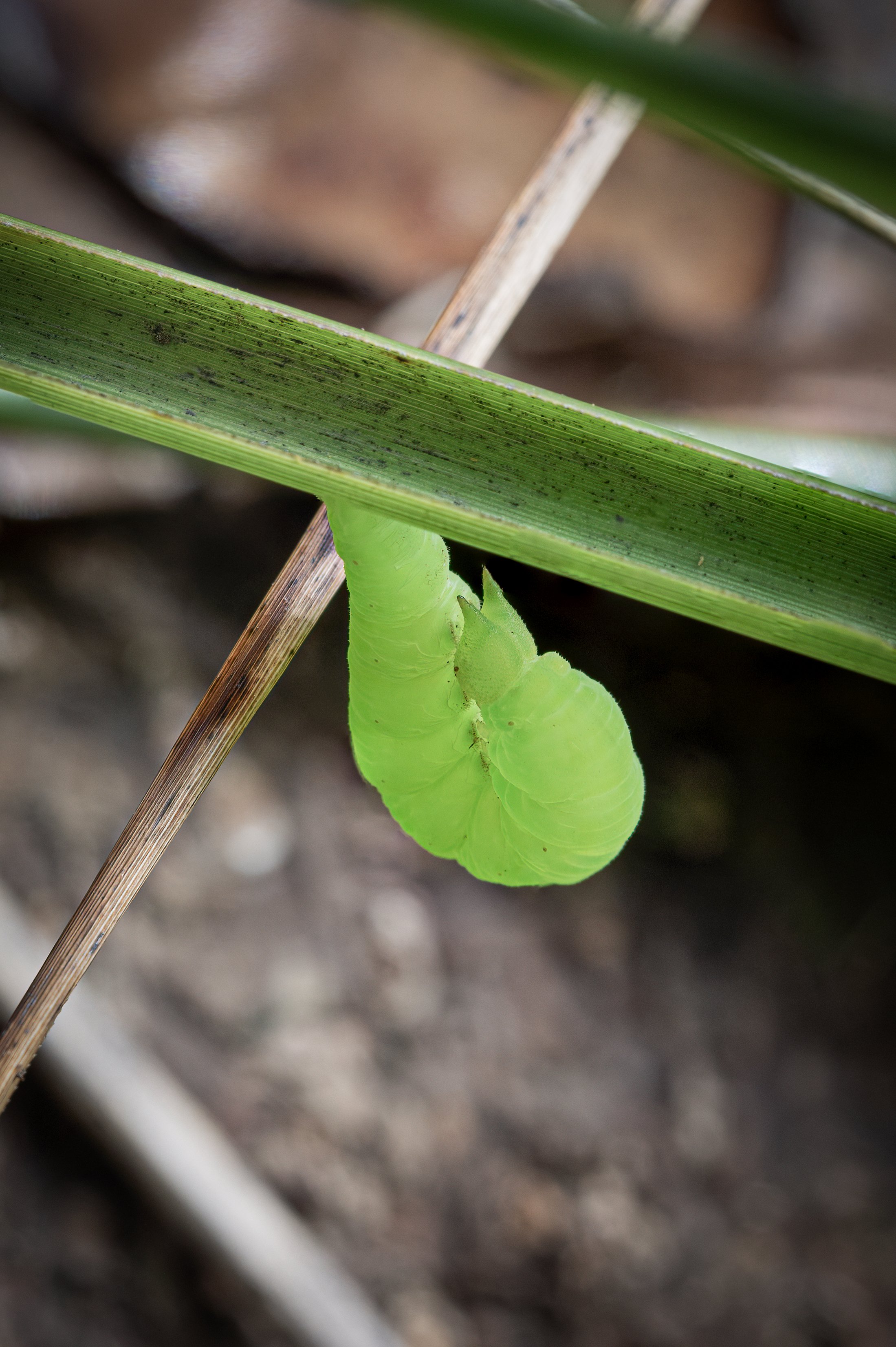 Untitled_Panorama-1 copy.jpg