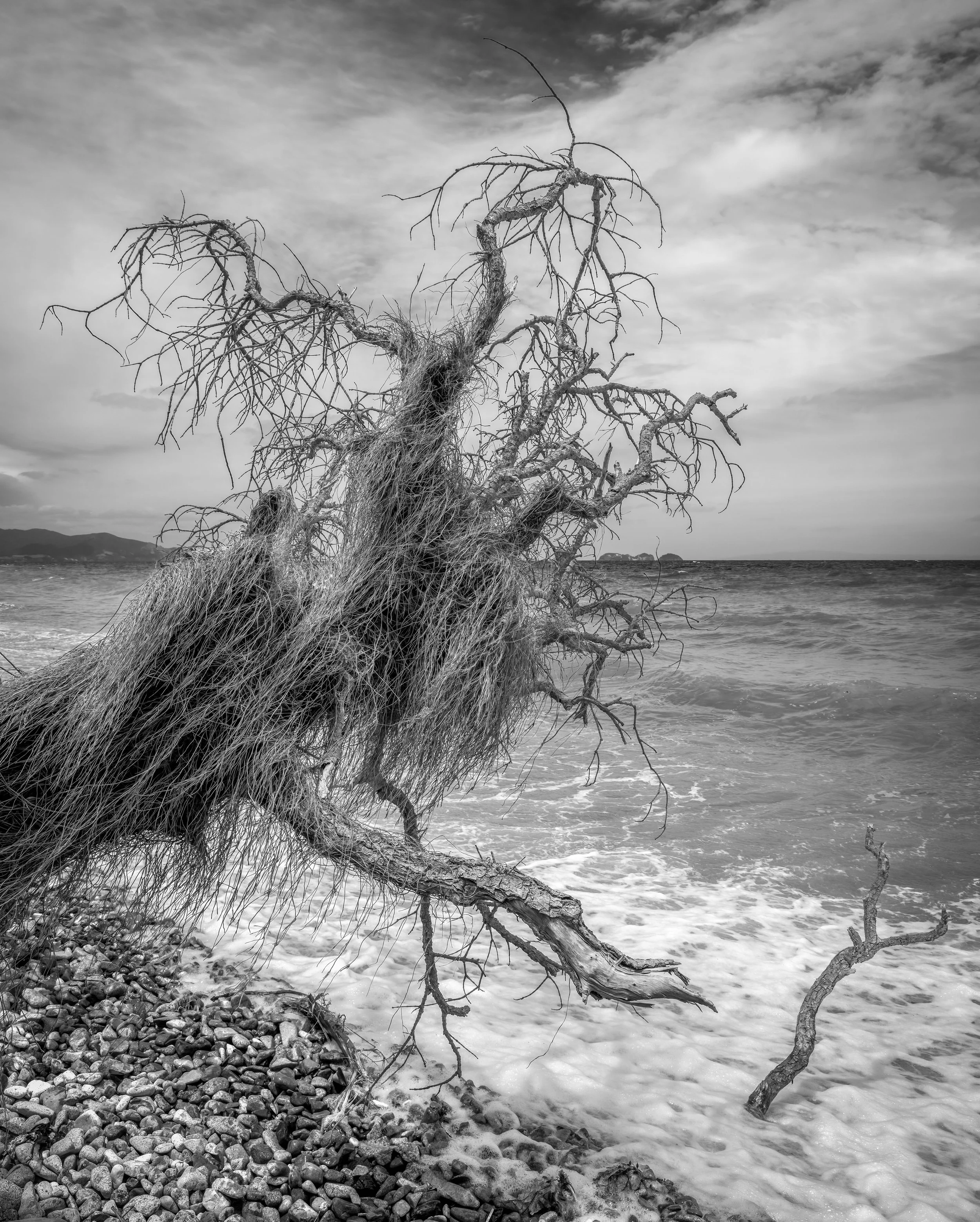 DSCF0522 50.5cm by 40 copy.jpg