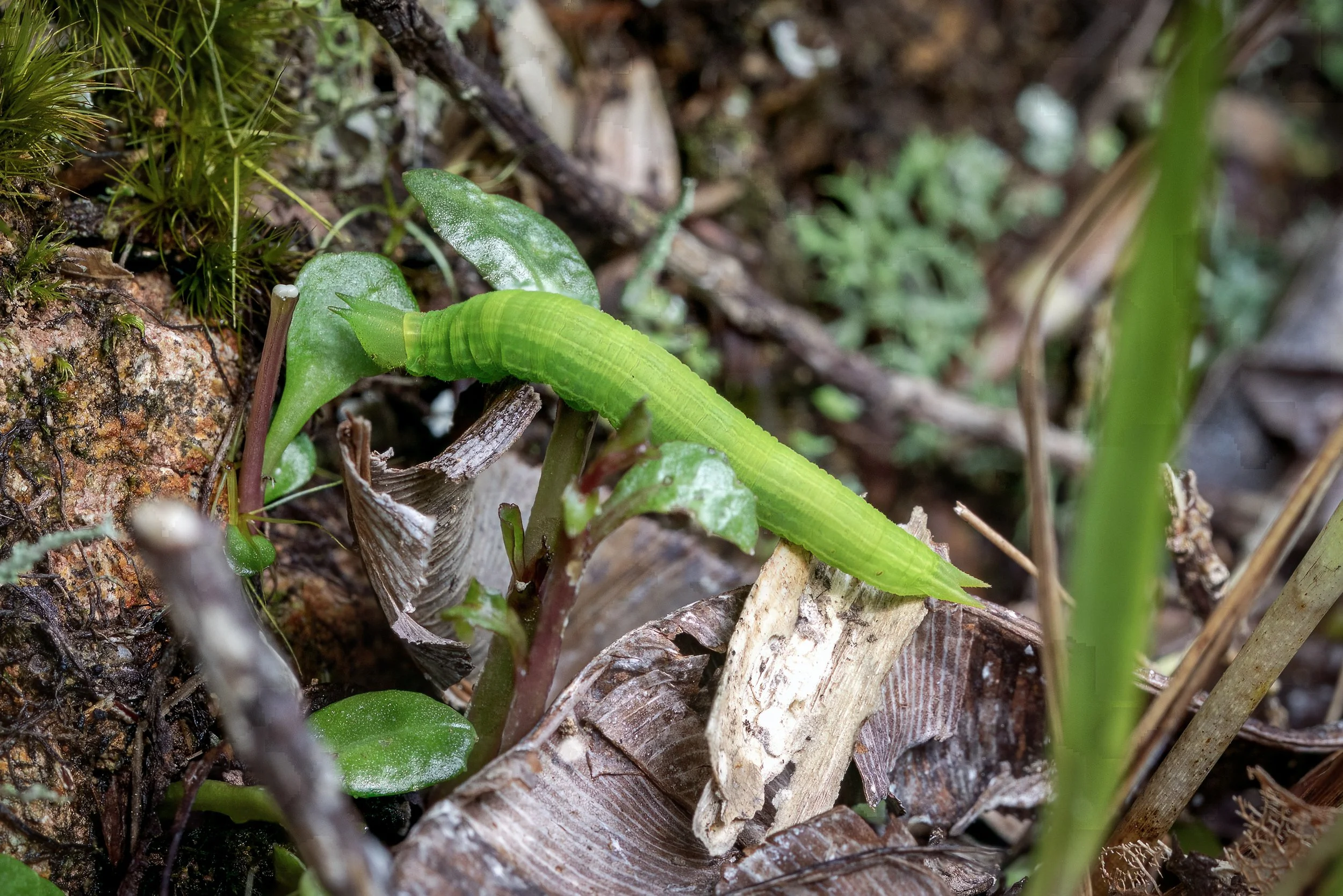 Untitled_Panorama-3A copy.jpg
