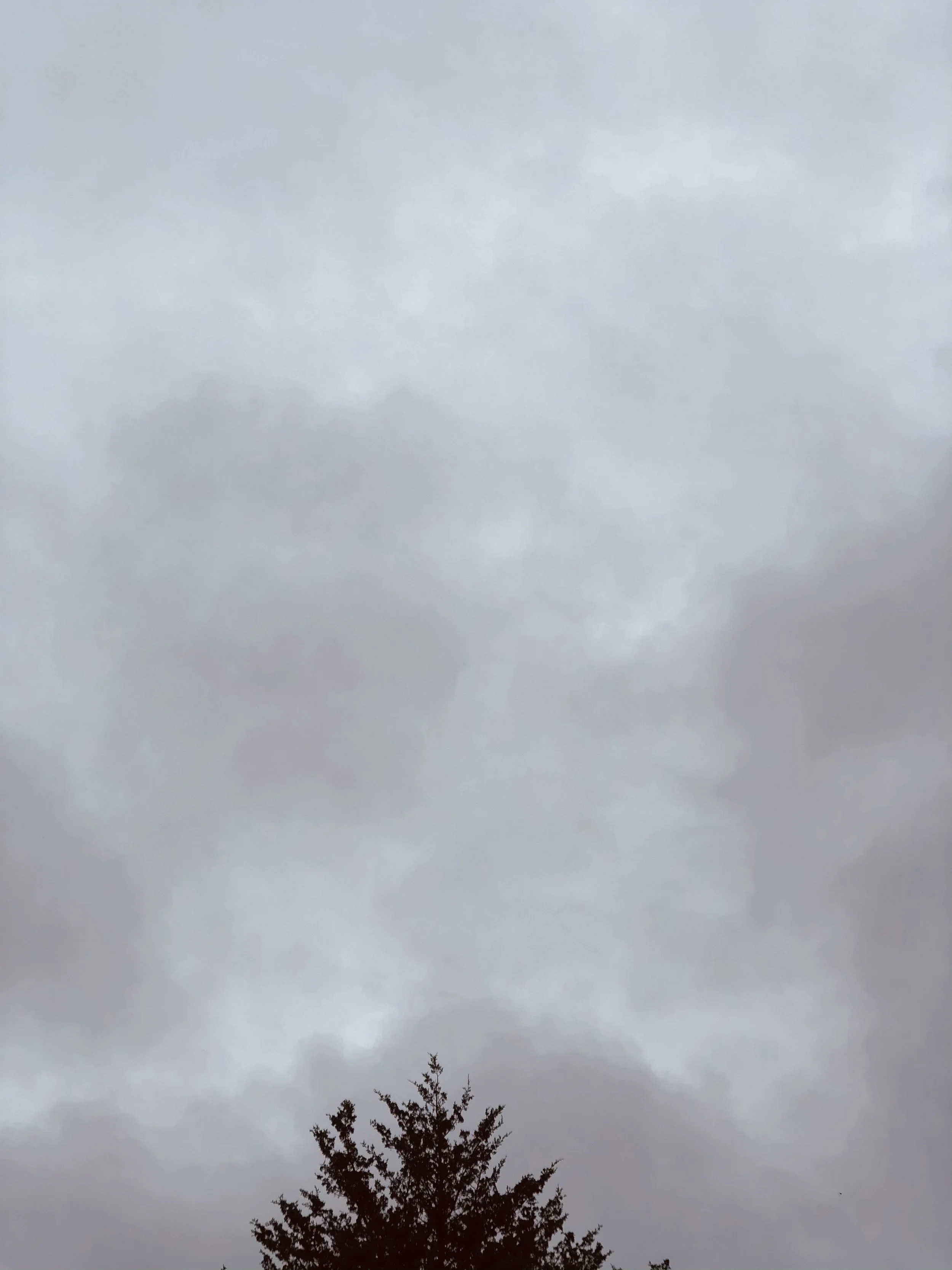 I LIKE tops of trees.