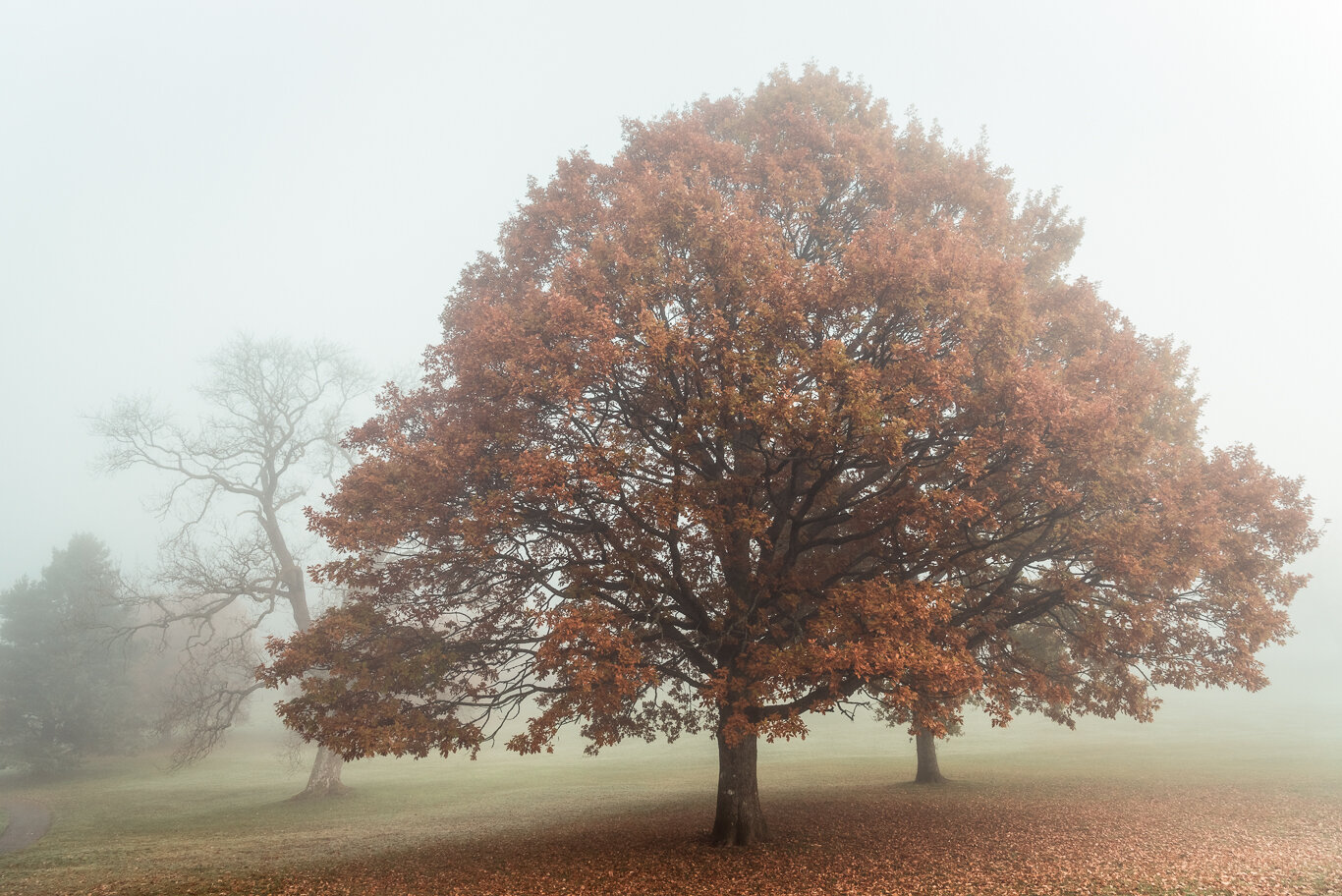 Oak Tree in a Misty Balloch Park